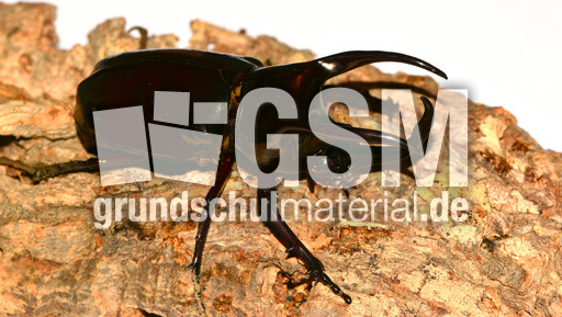 Dreihornkäfer (09).jpg